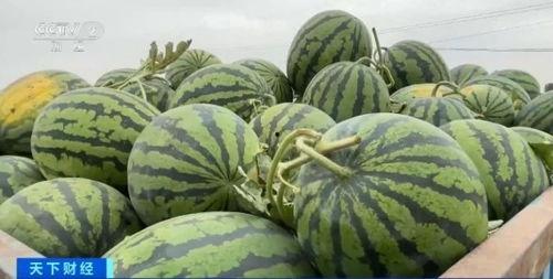 湖北网红吃瓜事件,揭秘网络舆论的风暴与真相 第3张 湖北网红吃瓜事件,揭秘网络舆论的风暴与真相 第3张